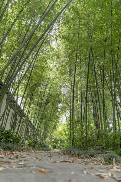 竹子竹林图片素材免费下载
