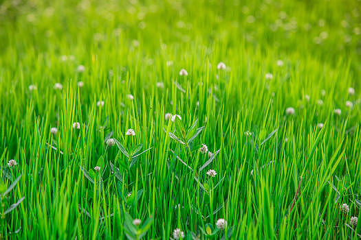 夏季绿草从图片素材免费下载