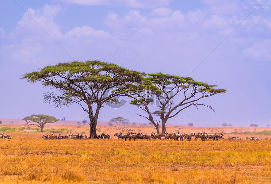 非洲草原图片素材免费下载