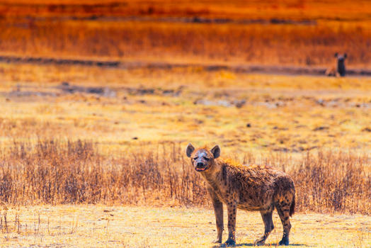 非洲鬣狗图片素材免费下载