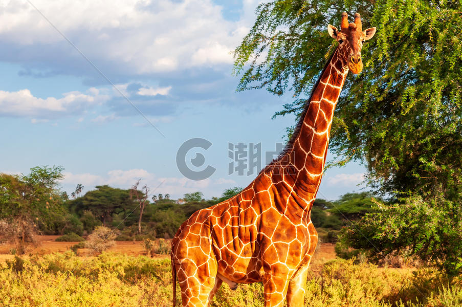 索马里长颈羚图片素材免费下载
