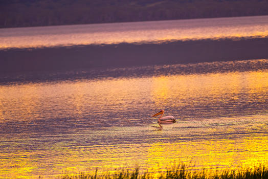 黄昏下的纳库鲁湖图片素材免费下载