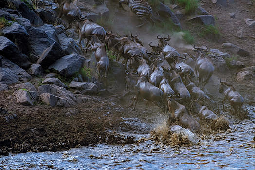 非洲动物大迁徙图片素材免费下载