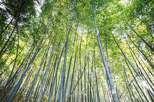 夏季竹林图片素材免费下载