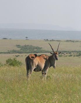 东非大草原的大角斑羚图片素材免费下载