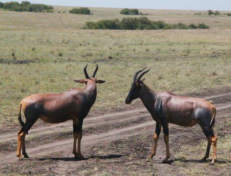 东非大草原的转角牛羚图片素材免费下载
