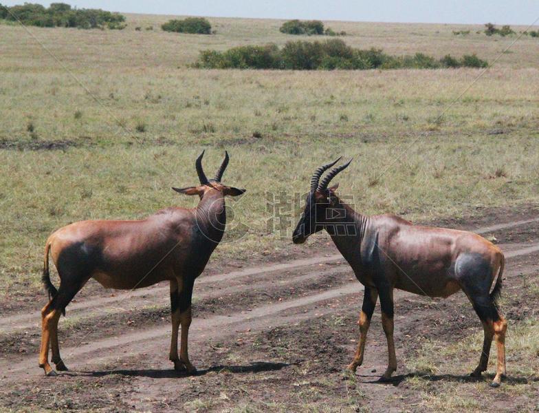 东非大草原的转角牛羚图片素材免费下载