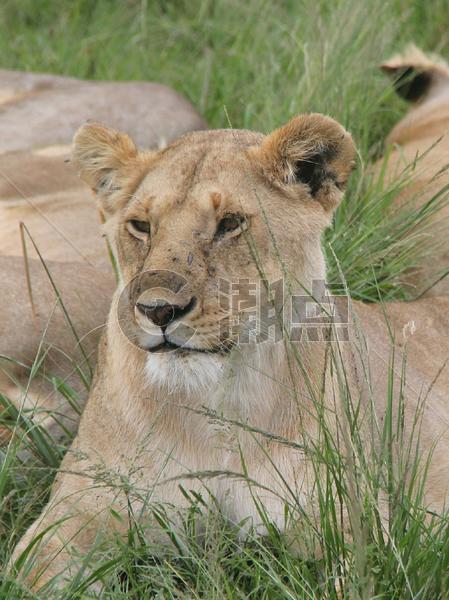 东非大草原的母狮图片素材免费下载
