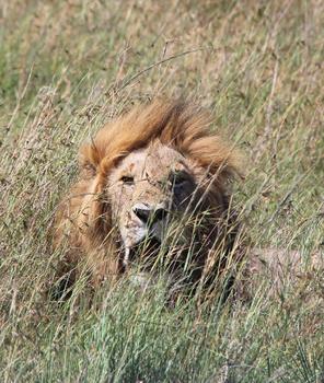 肯尼亚马赛马拉的雄狮图片素材免费下载