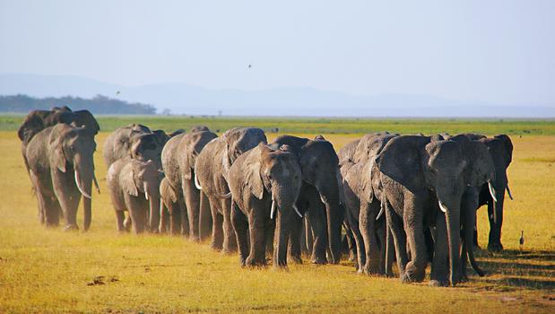 大象家族图片素材免费下载