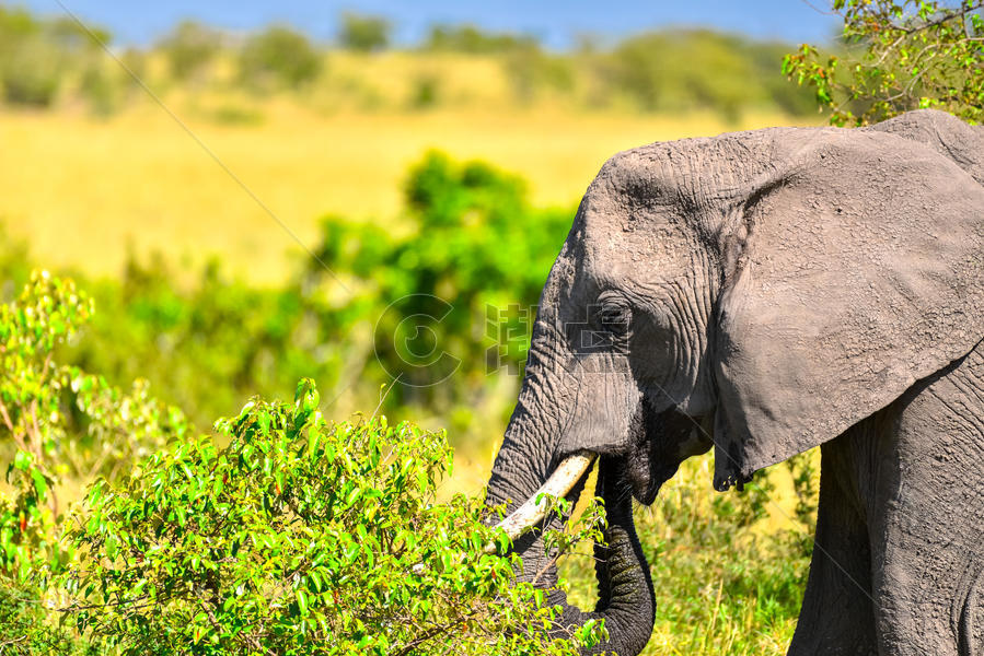 非洲象图片素材免费下载