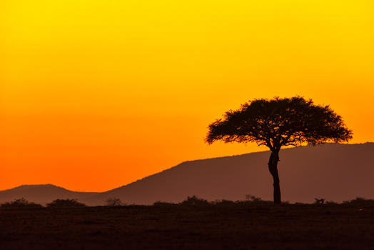 非洲大草原清晨图片素材免费下载