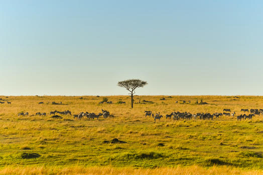 非洲草原景观图片素材免费下载