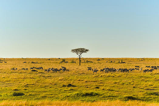 非洲草原景观图片素材免费下载
