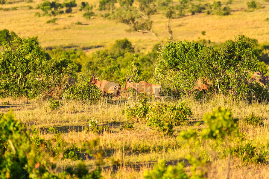 东非草原大羚羊图片素材免费下载