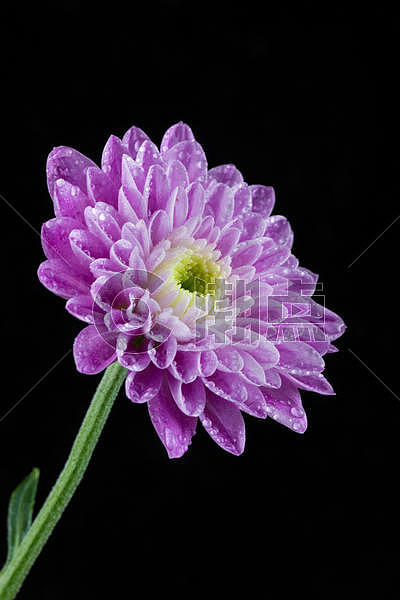 紫色菊花图片素材免费下载