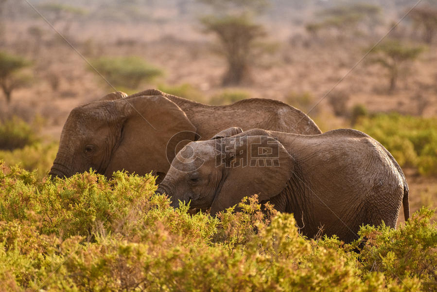 迁徙的大象图片素材免费下载