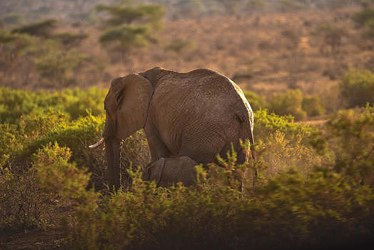 非洲象与幼崽图片素材免费下载