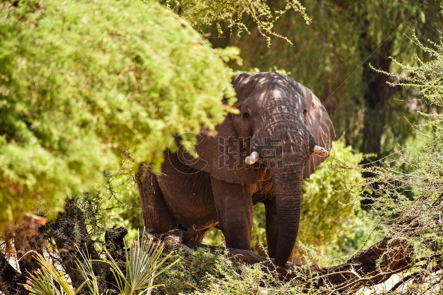 桑布鲁非洲象图片素材免费下载