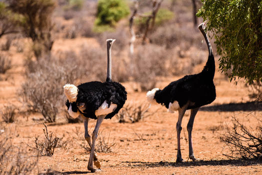 索马里鸵鸟图片素材免费下载