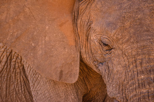 非洲象肖像特写图片素材免费下载
