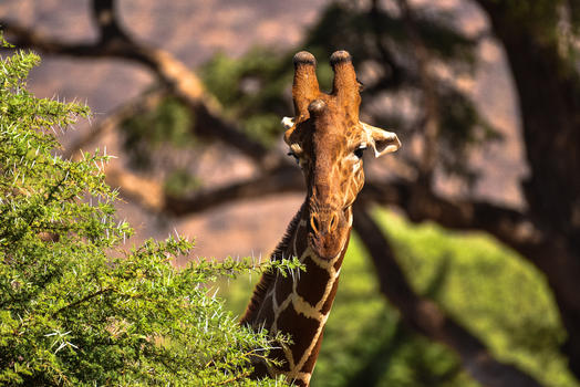 非洲长颈鹿图片素材免费下载