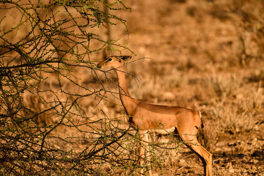 进食的长颈羚图片素材免费下载