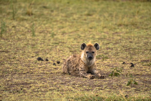 非洲鬣狗图片素材免费下载