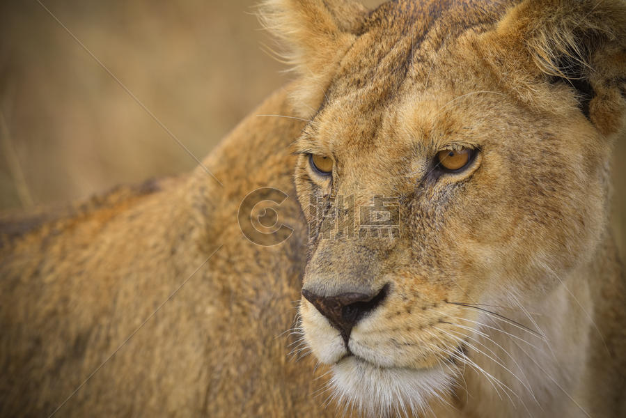 狮子的眼神图片素材免费下载