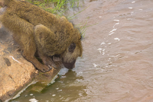 喝水的狒狒图片素材免费下载