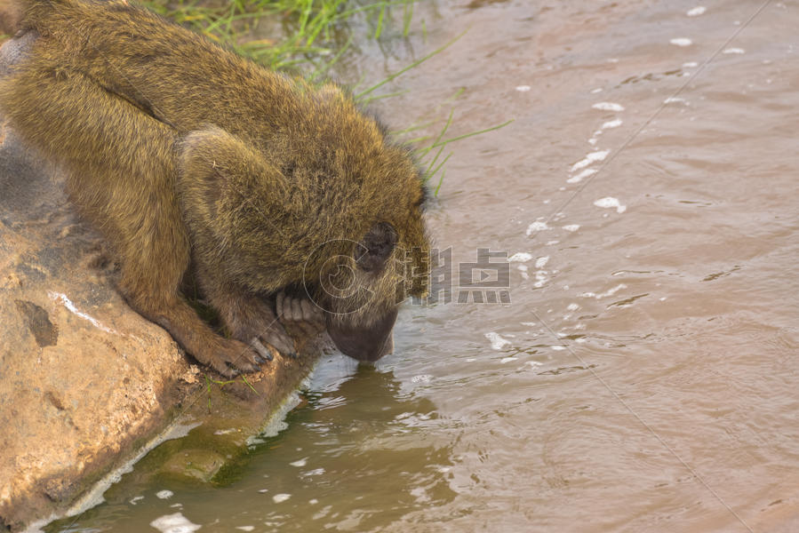 喝水的狒狒图片素材免费下载