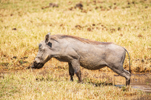 非洲野猪图片素材免费下载