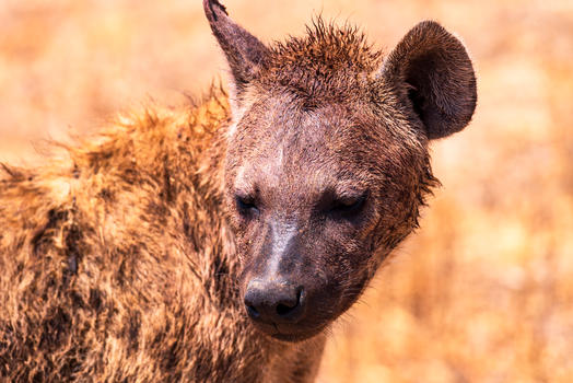 非洲鬣狗特写图片素材免费下载
