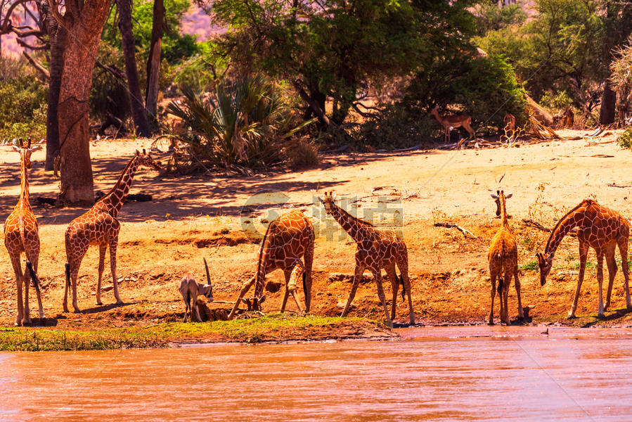 桑布鲁饮水的长颈鹿群图片素材免费下载