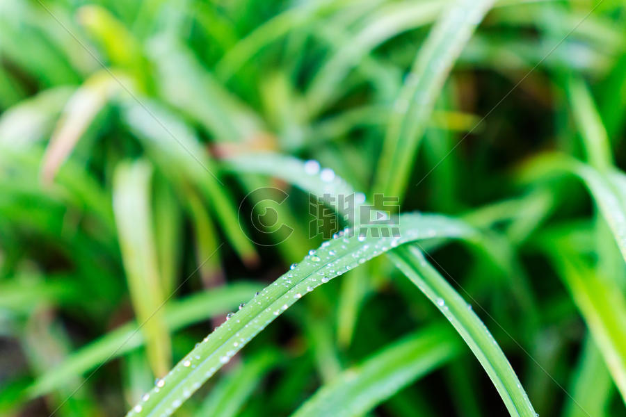 小草上的水滴图片素材免费下载