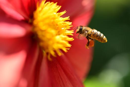 蜜蜂采蜜图片素材免费下载
