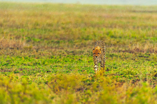 非洲草原猎豹图片素材免费下载