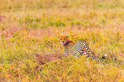 非洲猎豹图片素材免费下载