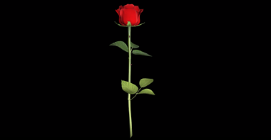 唯美清新玫瑰花朵挂件装饰视频的预览图