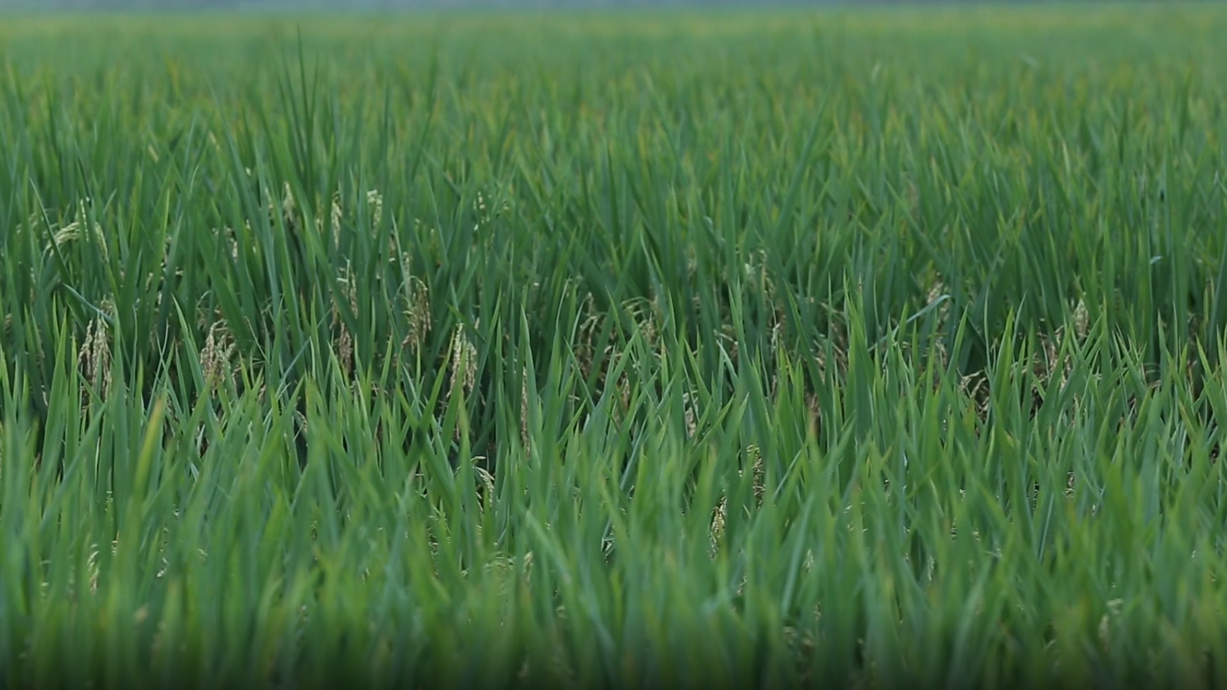 1080P田园风光之绿油油的稻田视频的预览图