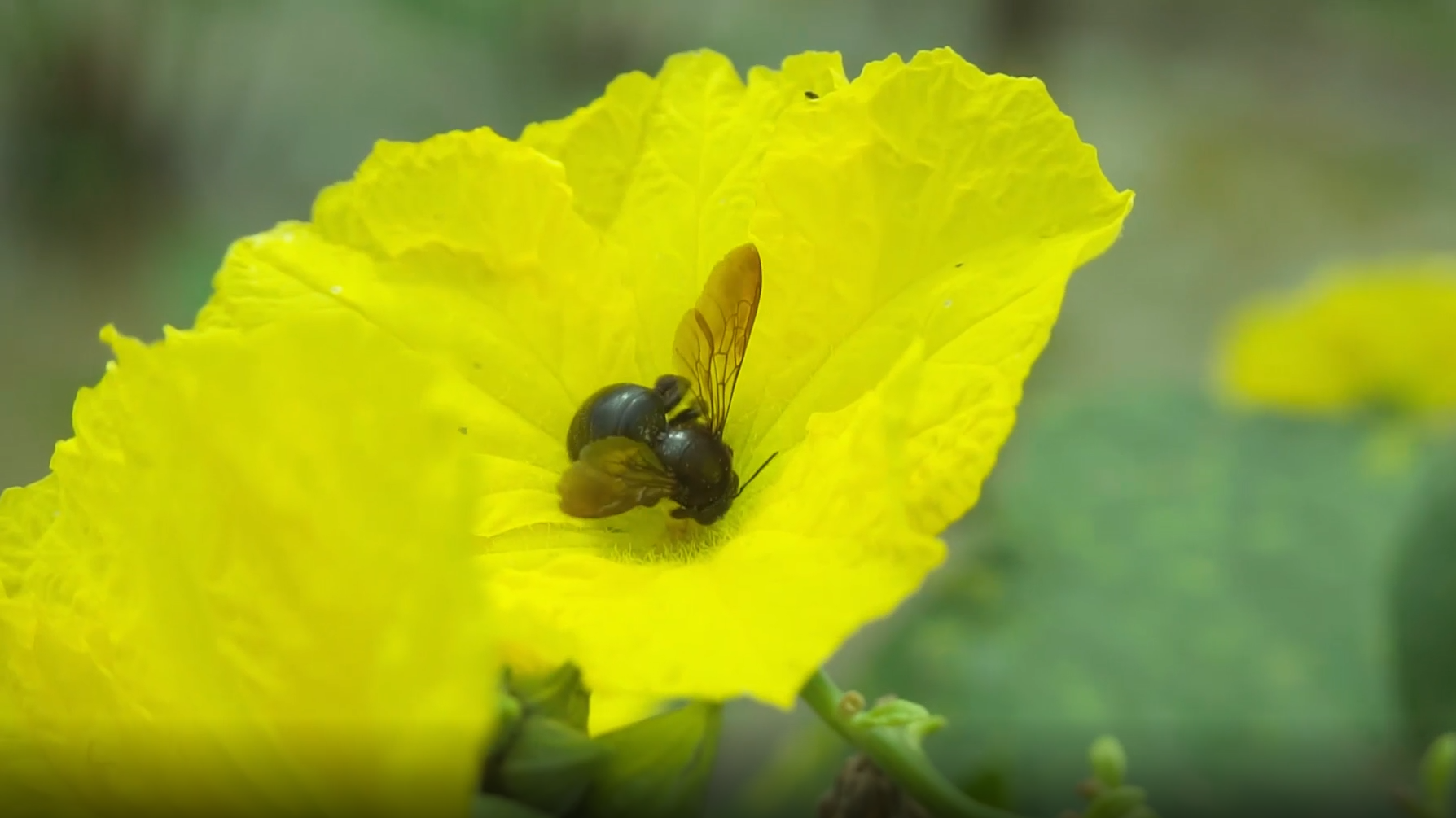 4K实拍丝瓜花朵上的蚂蚁视频素材视频的预览图