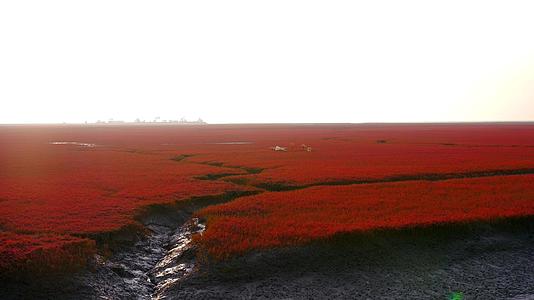 4K盘锦红海滩国家风景廊道5A级风景区湿地爱国视频的预览图