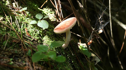 绿色野生蘑菇视频的预览图