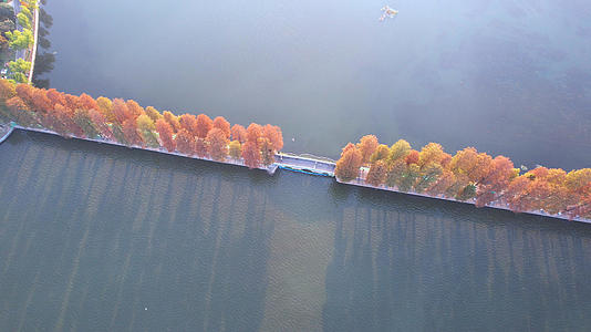 航拍城市自然风光秋天秋色公园绿道湖景4k素材视频的预览图