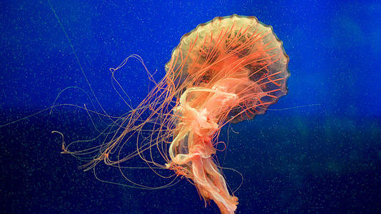 水族馆水母4K视频的预览图