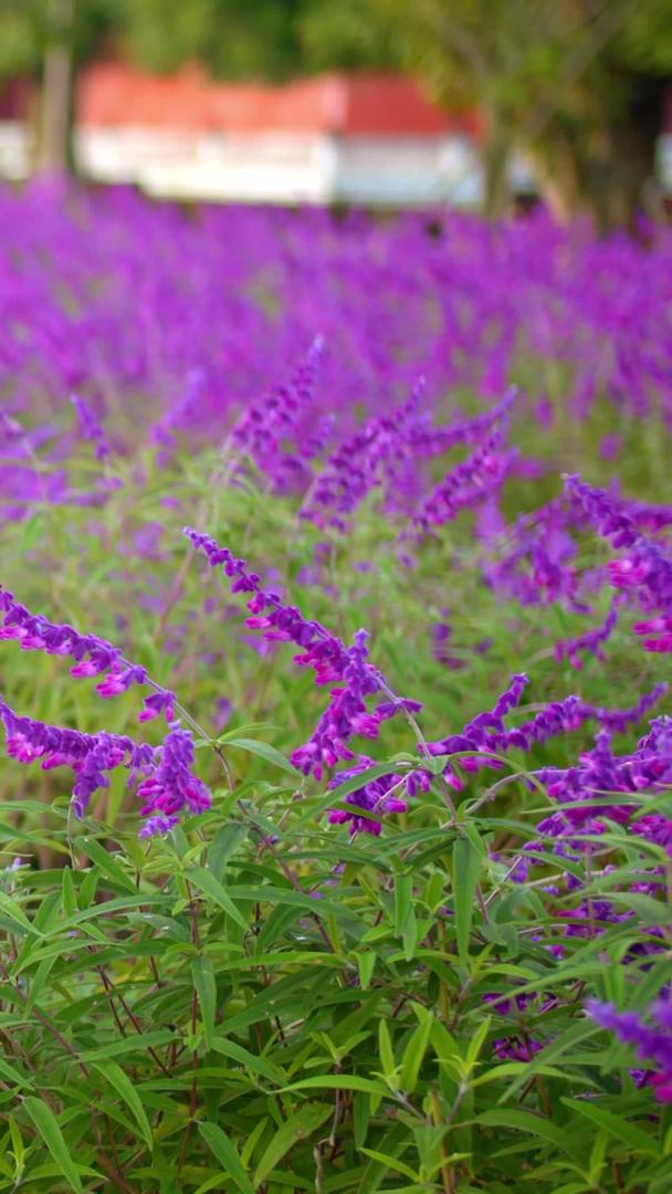 紫色薰衣草实拍盛开的视频素材视频的预览图