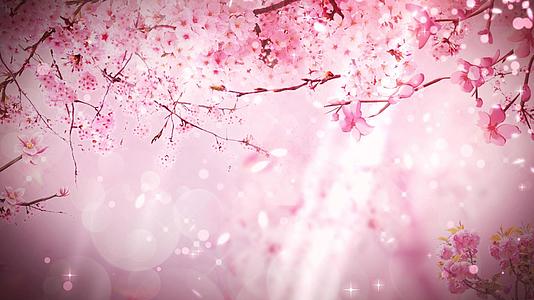 唯美粉色樱花飘落4K背景视频视频的预览图