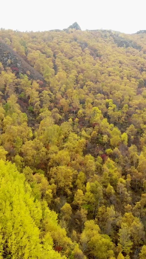 内蒙古呼和浩特秋天悬崖黄叶林视频的预览图