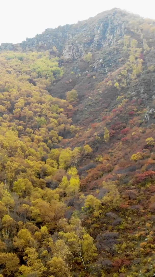 内蒙古呼和浩特秋天悬崖黄叶林视频的预览图