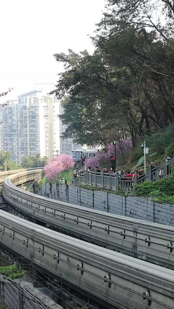 春季城市赏樱网红地视频的预览图